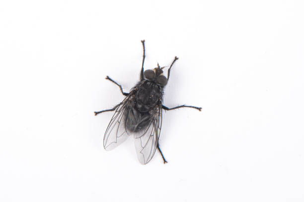 una mosca negra aislada sobre fondo blanco - fly in fotografías e imágenes de stock