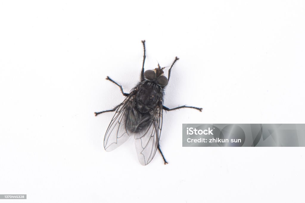 a black fly isolated on white background Flying Stock Photo
