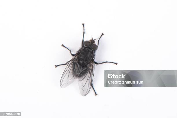 A Black Fly Isolated On White Background Stock Photo - Download Image Now - Flying, Fly - Insect, Insect