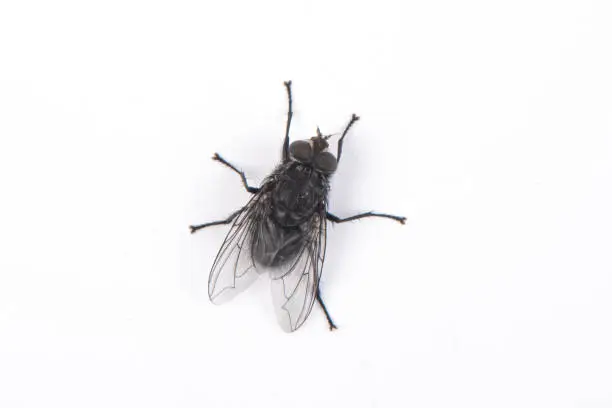 Photo of a black fly isolated on white background