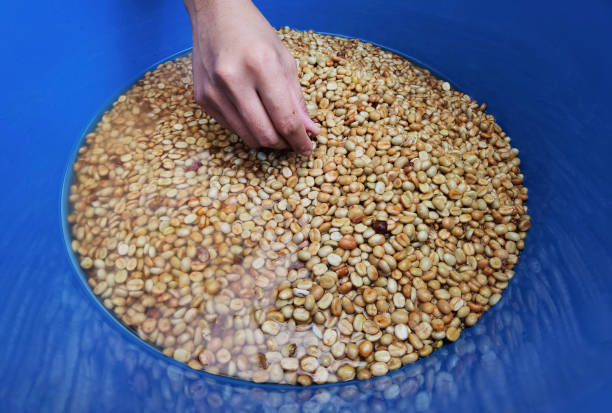 istock Coffee beans,In the ferment and wash method 1370445369