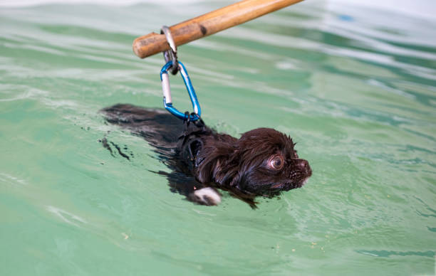 chihuahua e idroterapia - physical therapy hydrotherapy swimming healthcare and medicine foto e immagini stock