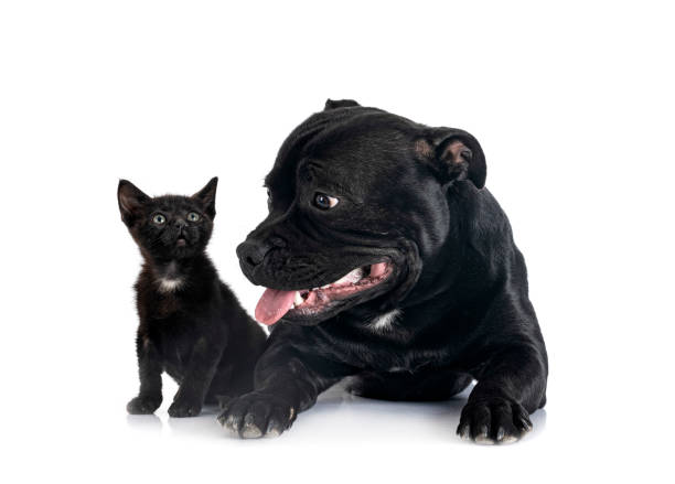 istock staffordshire bull terrier and kitten 1370445603