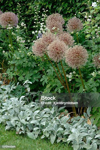 Allium Foto de stock y más banco de imágenes de Aire libre - Aire libre, Alium, Anual - Característica de planta