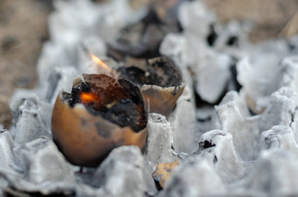 Burnt chicken eggs in the tray. Scorched chicken shells in ashes from cardboard egg tray. Close-up. Outside. Selective focus.