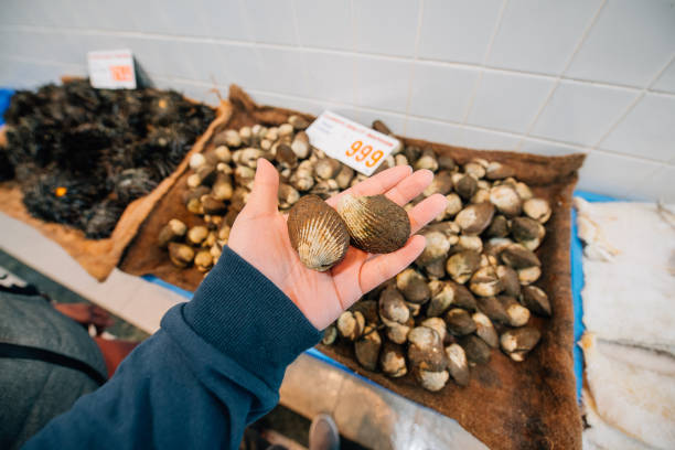 Hands holding fresh clams at Australia's fish market. stock photo