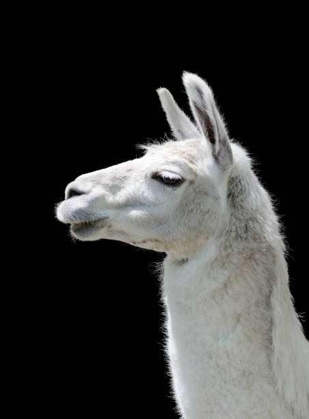 istock White llama Lama glama on black background 1370448652