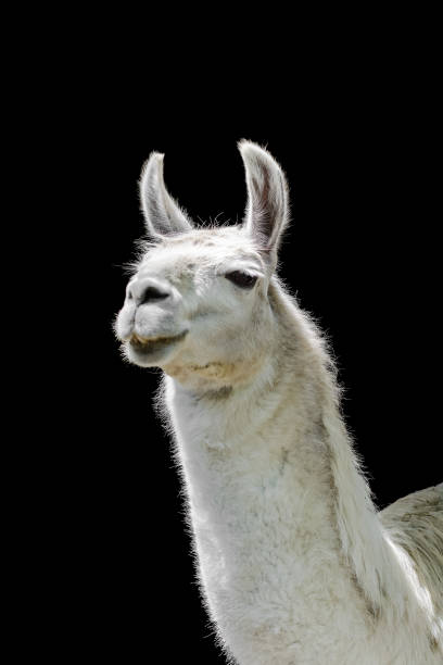 istock White llama Lama glama on black background 1370448657