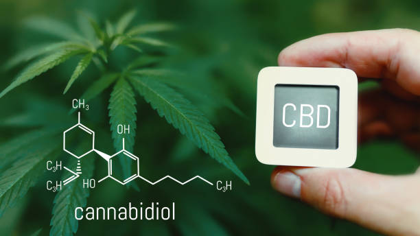 istock Cannabis with formula of CBD, growth and development of medicinal cannabis, marijuana 1370448774