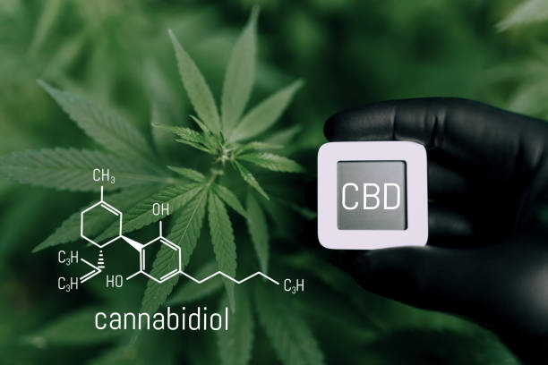istock CBD Chemical Formula. Cannabidiol or CBD molecular structural chemical formula. Beautiful background of cannabis, the place for copy space. Concept Hemp Oil, Cannabis oil, Medical herb concept 1370448780