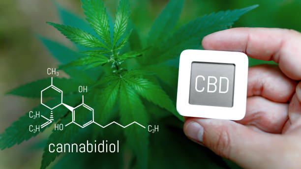 istock Cannabis with formula of CBD, growth and development of medicinal cannabis, marijuana 1370448781