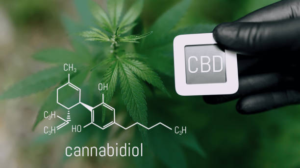 istock CBD Chemical Formula. Cannabidiol or CBD molecular structural chemical formula. Beautiful background of cannabis, the place for copy space. Concept Hemp Oil, Cannabis oil, Medical herb concept 1370448783