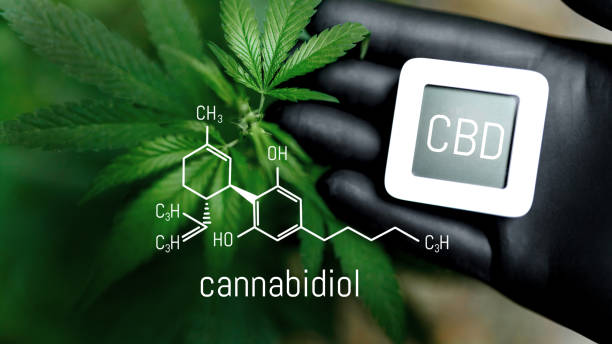 istock CBD Chemical Formula. Cannabidiol or CBD molecular structural chemical formula. Beautiful background of cannabis, the place for copy space. Concept Hemp Oil, Cannabis oil, Medical herb concept 1370448785