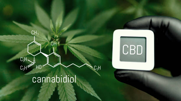 istock CBD Chemical Formula. Cannabidiol or CBD molecular structural chemical formula. Beautiful background of cannabis, the place for copy space. Concept Hemp Oil, Cannabis oil, Medical herb concept 1370448786