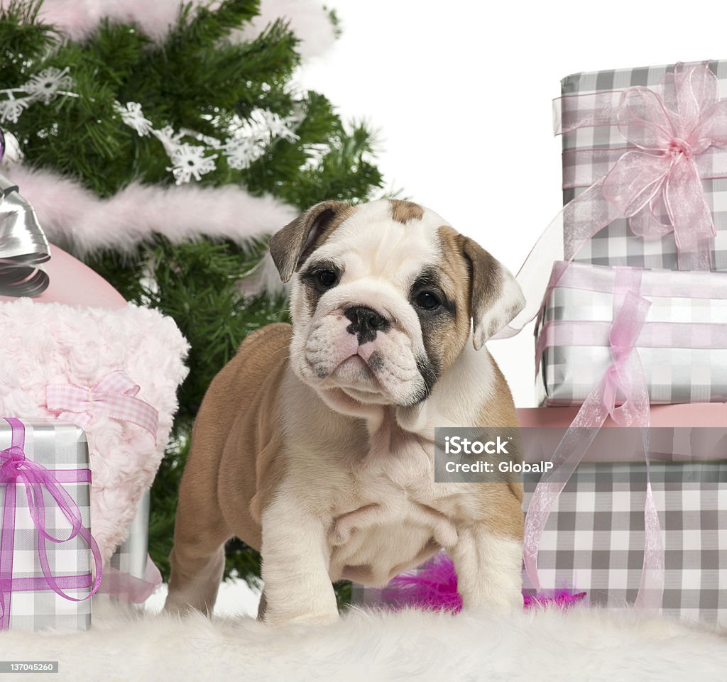 English Bulldog puppy, 2 months old, with Christmas gifts English Bulldog puppy, 2 months old, with Christmas gifts in front of white background Animal Stock Photo