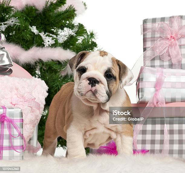 English Bulldog Puppy 2 Months Old With Christmas Gifts Stock Photo - Download Image Now