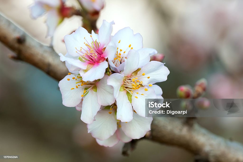 Flores de almendras - Foto de stock de Almendro libre de derechos