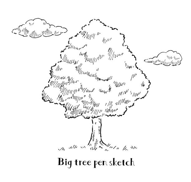 ilustraciones, imágenes clip art, dibujos animados e iconos de stock de boceto de bolígrafo de árbol grande - bolígrafo y marcador