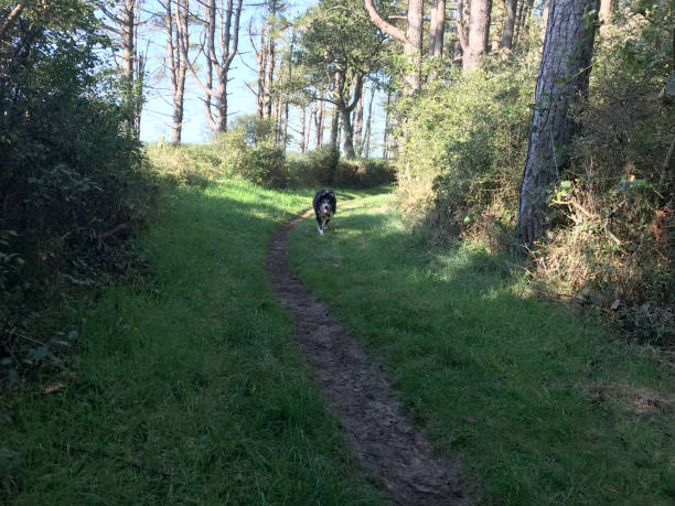 istock Border collie walking on woodland path 1370452754