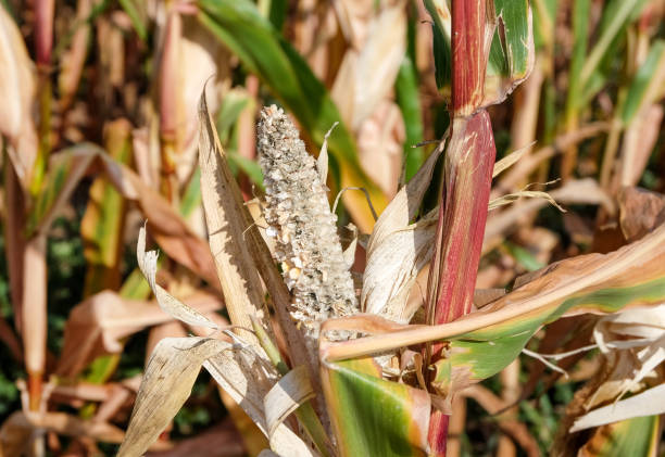 Close up of a ripe corn on the cob in a corn field just before harvest in late summer or autumn, selective focus Front view close up of a ripe corn cob in a corn field just before harvest, selective focus corn cob eaten stock pictures, royalty-free photos & images