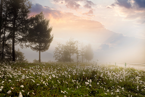 Foggy landscape