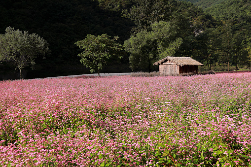 Barn at a flowering meadow in an idyllic summer landscape