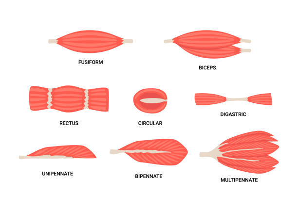 illustrazioni stock, clip art, cartoni animati e icone di tendenza di insieme di muscolo della fibra scheletrica, tipi di struttura muscolare del corpo umano. fusiforme, parallelo, unipennato, bipennato, multipennato, circolare, digastrico, bicipite. illustrazione vettoriale - muscolo umano