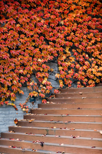 autumn landscape Autumn, Forest korea autumn stock pictures, royalty-free photos & images