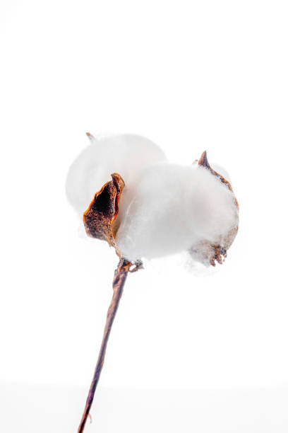 Cotton flowers on white background
