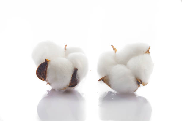 Cotton flowers on white background