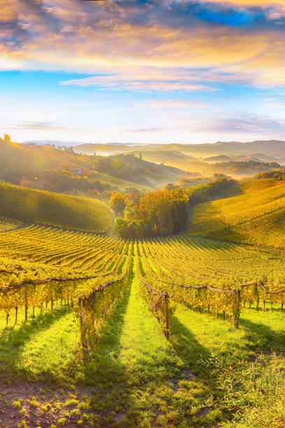 istock Splendid vineyards landscape in South Styria near Gamlitz. 1370458075