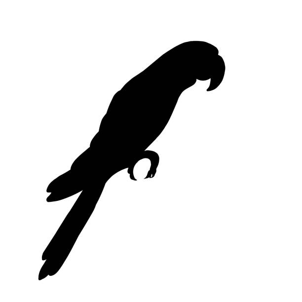 The silhouette of a macaw parrot bird on a white background..Vector icon of the bird profile view from the side.The parrot can be used in textiles,wrappers,and postcards. The silhouette of a macaw parrot bird on a white background..Vector icon of the bird profile view from the side.The parrot can be used in textiles,wrappers,and postcards. parrot silhouette stock illustrations
