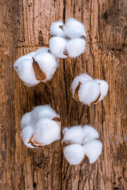 istock Cotton flowers on wooden background 1370458827