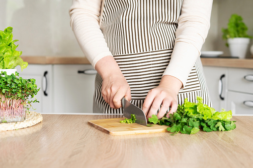 A woman in an apron is cutting cilantro and lettuce for cooking. Home garden with lettuce, rosemary and microgreens in the kitchen.