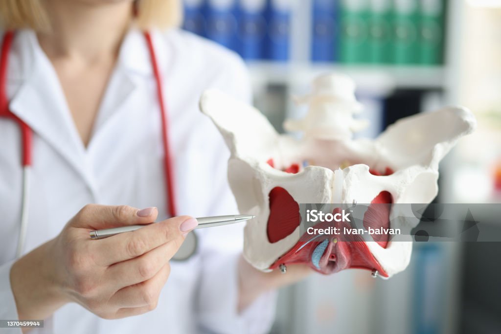 Doctor gynecologist showing layout of female pelvis with muscles closeup Doctor gynecologist showing layout of female pelvis with muscles closeup. Strengthening pelvic floor muscles concept Human Groin Stock Photo