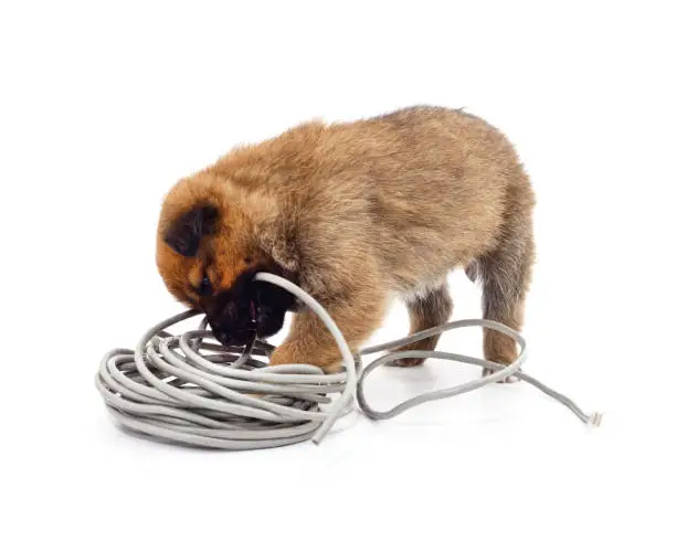 Dog gnaws a cable isolated on a white background.
