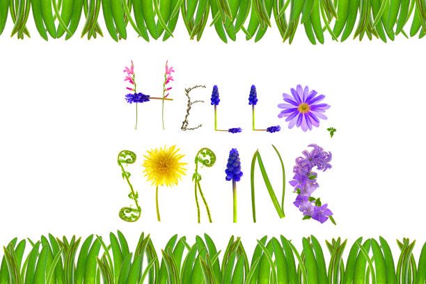 Hello spring.Floral letters and green grass frame isolated on white background . Spring banner. Floral alphabet. spring season