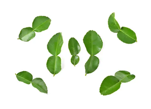 Bergamot or kaffir lime leaves isolated on white background
