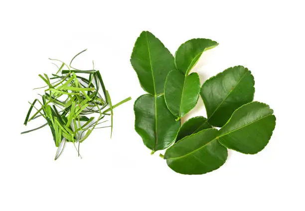 Bergamot or kaffir lime leaves isolated on white background. Top view
