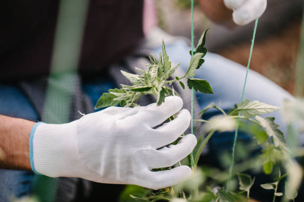 istock Tying up plants in greenhouse 1370461536