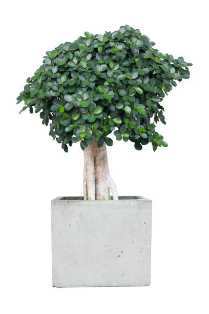 ficus microcarpa in vaso isolato su sfondo bianco incluso percorso di ritaglio. - ginseng bonsai tree fig tree banyan tree foto e immagini stock