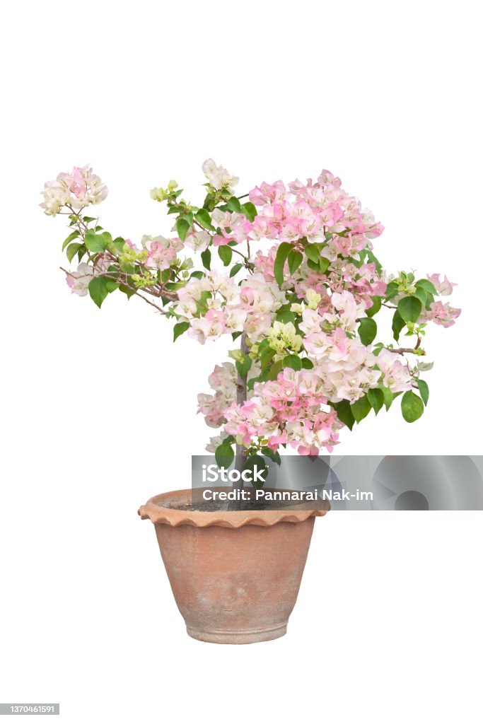 White and Pink Bougainvillea flower in brown pot isolated on white background with clipping path. Bougainvillea Stock Photo