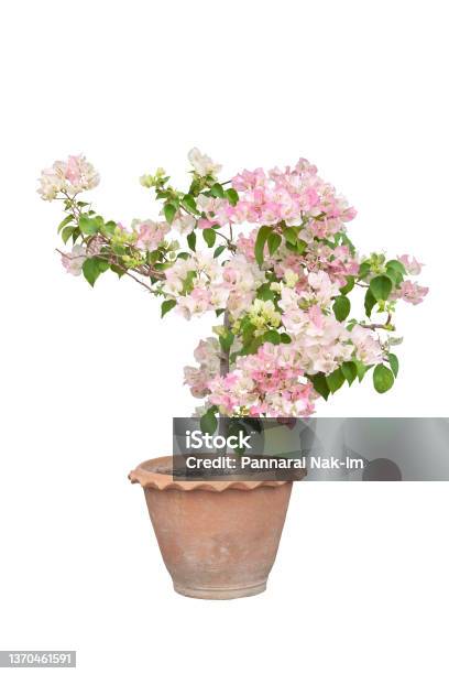 White And Pink Bougainvillea Flower In Brown Pot Isolated On White Background With Clipping Path Stock Photo - Download Image Now