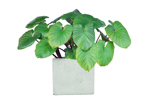 Green leaf giant of Homalomena rubescens (Roxb.) Kunth plant in pot in the garden isolated on white background included clipping path.
