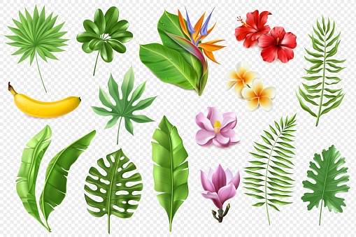 A large set of realistic tropical leaves and flowers on a transparent background. Vector illustration