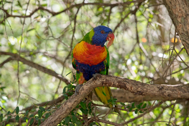 istock the rainbow lorikeet is a colorful bird 1370463181