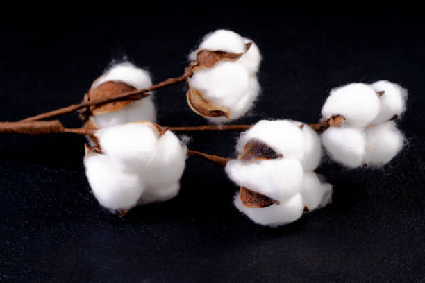istock Cotton flowers on black background 1370463194