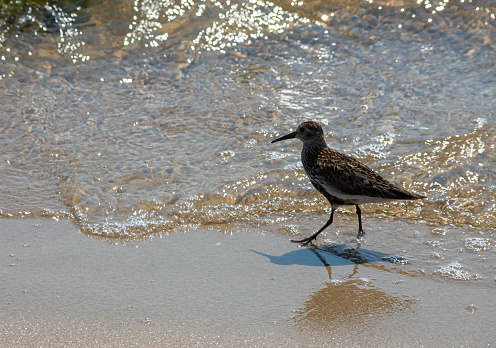 A Dunlin is walking on the beach. Also known as a Red-backed Sandpiper.