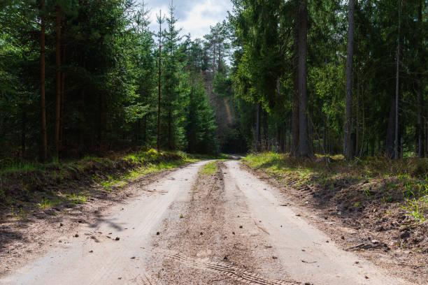 istock Spring forest road sunlight view. Road in autumn,spring,summer forest. Spring forest road urban path. 1370463964