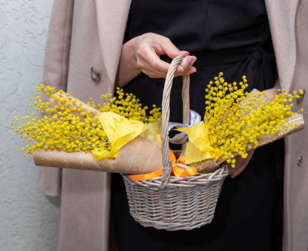 Woman's hand holds basket with bouquets of mimosa. Gift for women's Day. An image for flower shop, postcard. Selective focus. stock photo
